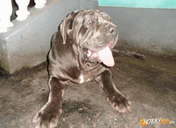 Caine Mastif Napolitan