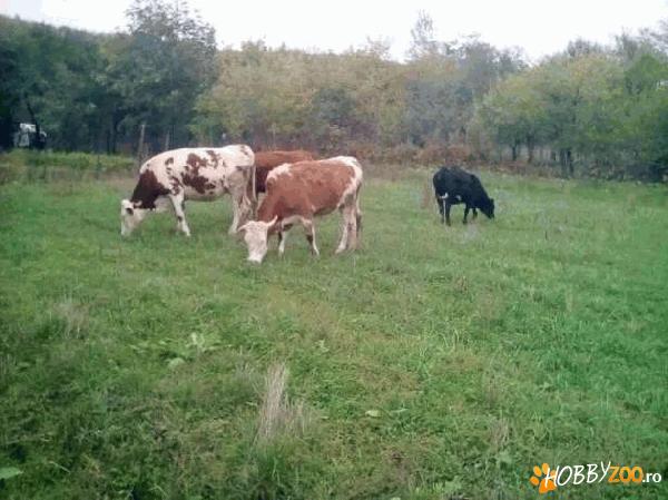 vaci si vitele gestante din rasa bălțată romaneasca  