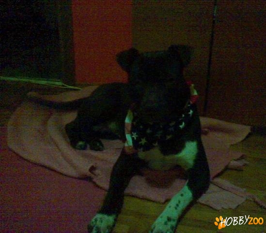 pui pit bull red nose