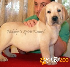 LABRADOR RETRIEVER negri auri