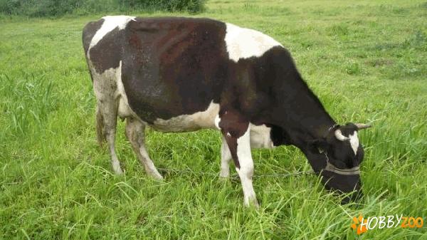 vaca holstein negru cu alb