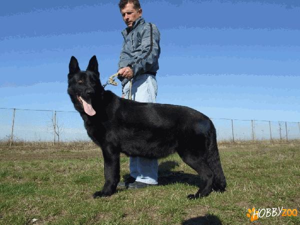 Ciobanesc German de lucru