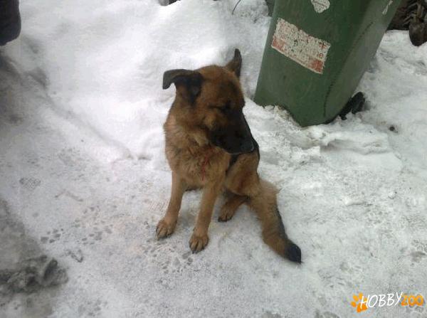 vand ciobanesc german cu pedigree