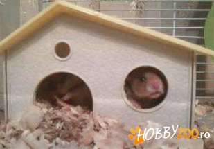 hamsteri micuti ieftini