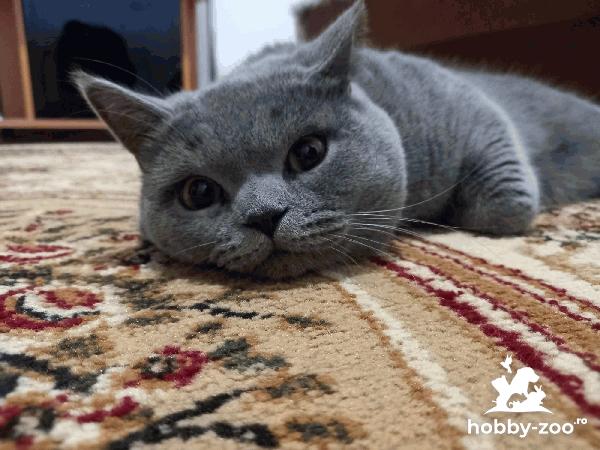 Ofer motan pentru montă