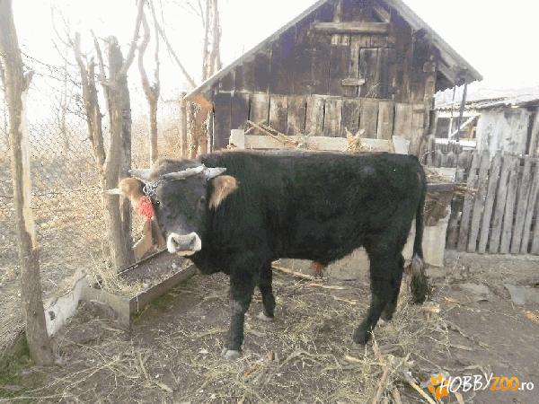 taur pentru carne Prahova