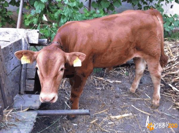 vaca juninca gestanta vitel