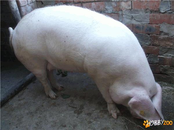 porc de taiat hranit eco