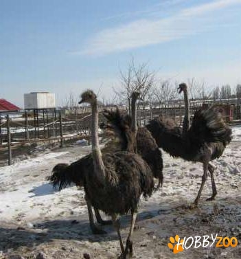 vand struti femele si masculi