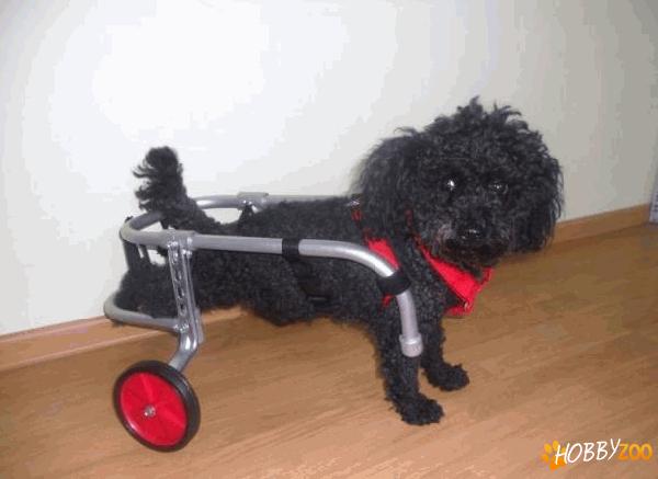 carucioare pentru animale cu handicap