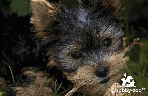 Pui Yorkshire Terrier