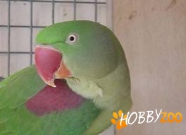 marele alexandru femela 