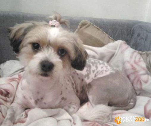 Pentru prietenul iubit