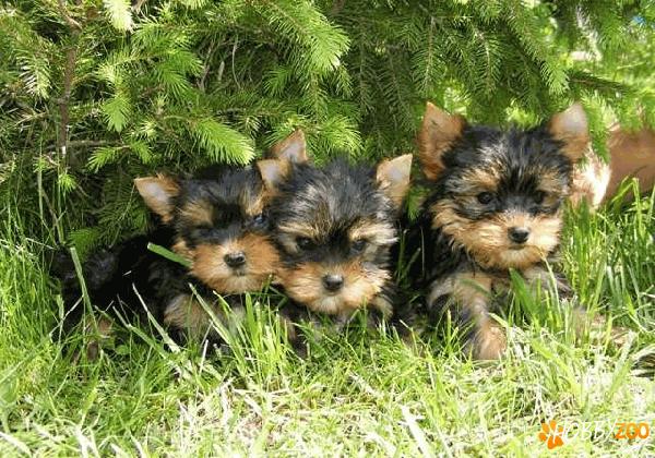 Vand pui yorkshire terrier toy