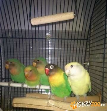 Papagali agapornis foarte frumosi