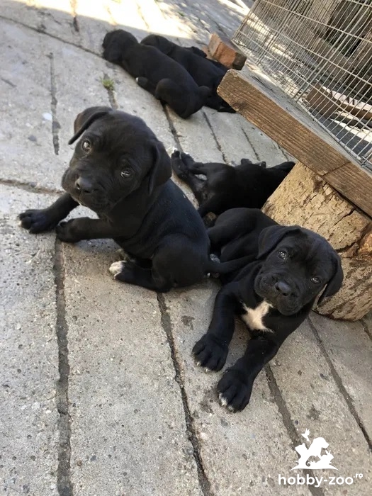 Pui Cane Corso parinti pedigree tip A