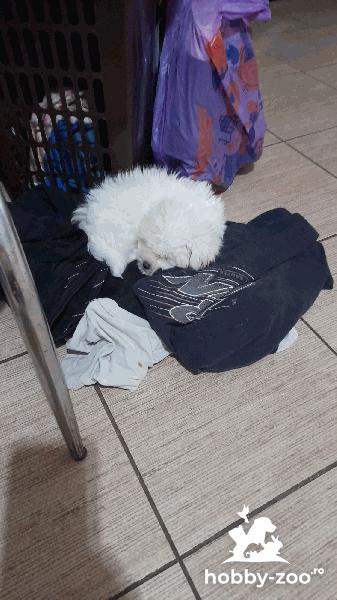 Bichon maltez 7 saptamani