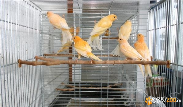 canari de culoare pui si adulti