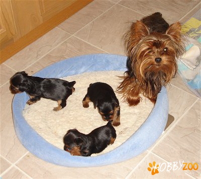 De vanzare yorkshire terrier
