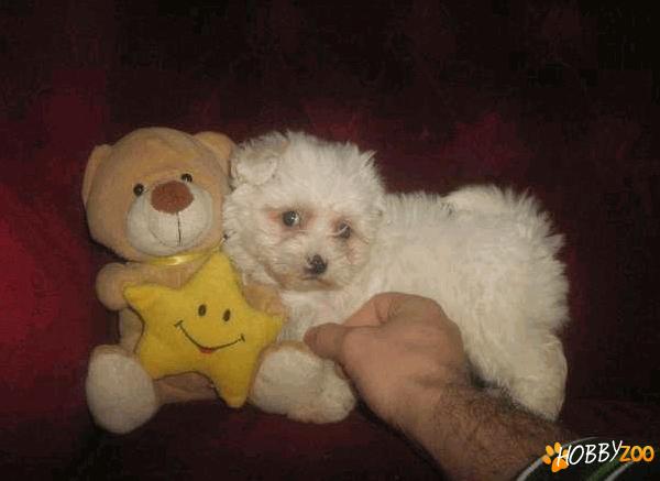Imperechere bichon maltez