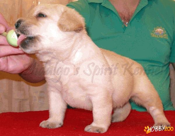 Labrador negru sau auriu