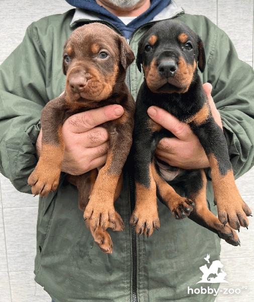 Doberman – pui de vânzare