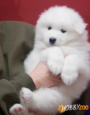 cumpar caine samoyed