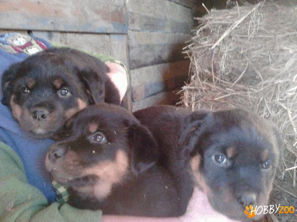 Vand Pui Rottweiler nascuti pe 2401.2012
