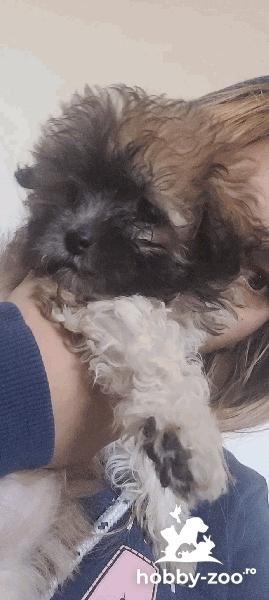 Fetiță și băiețel bichon havanez