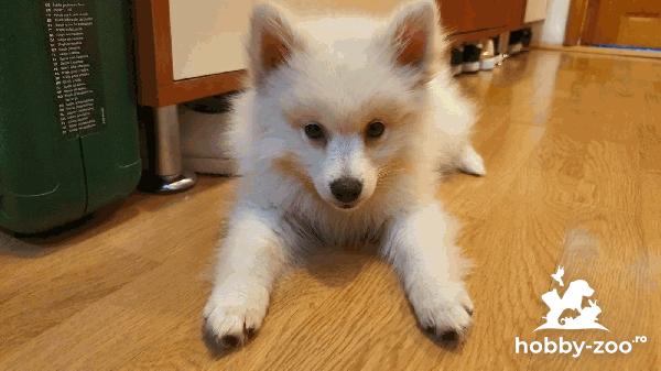 Pomeranian alb, mascul,  2 luni