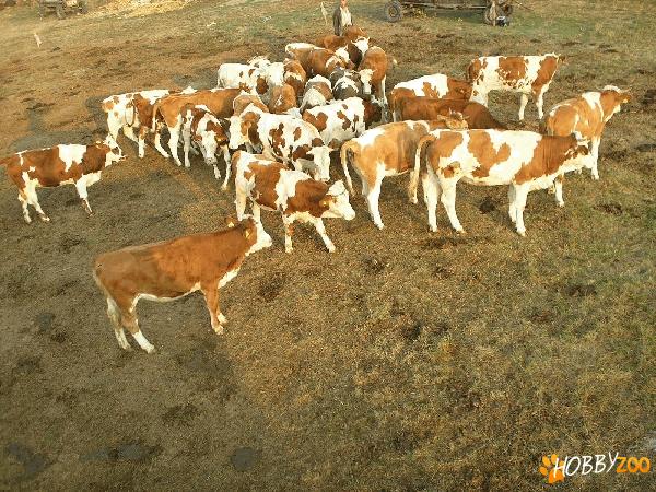 vand bovine