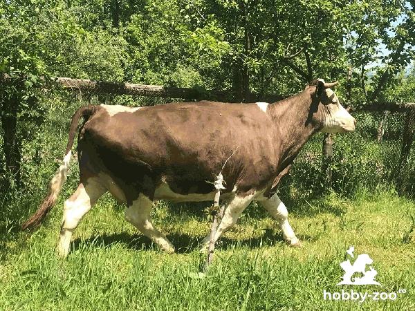 Vand vaca lapte holstein gestanta