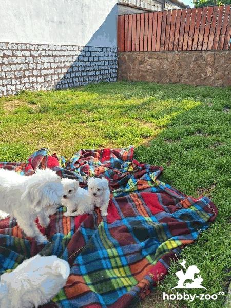 Bichon Maltez 6 saptamani