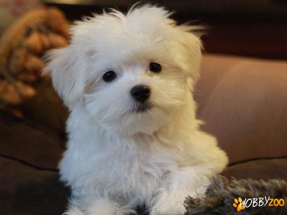 vanzare bichon maltez