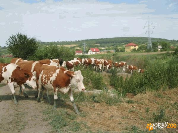 juninca baltata fatata 