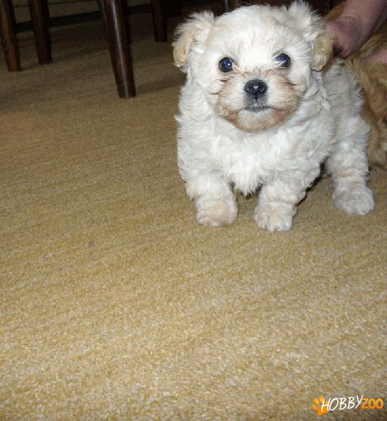 vand pui havanese superbi