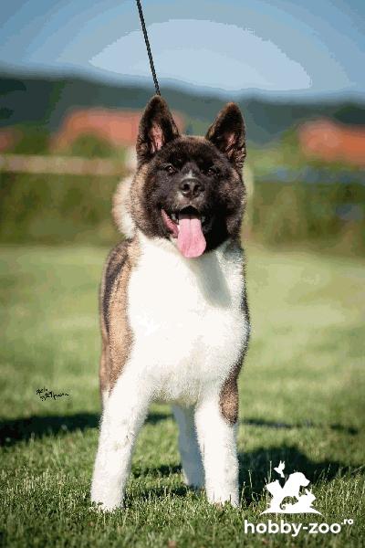 Akita american de vânzare