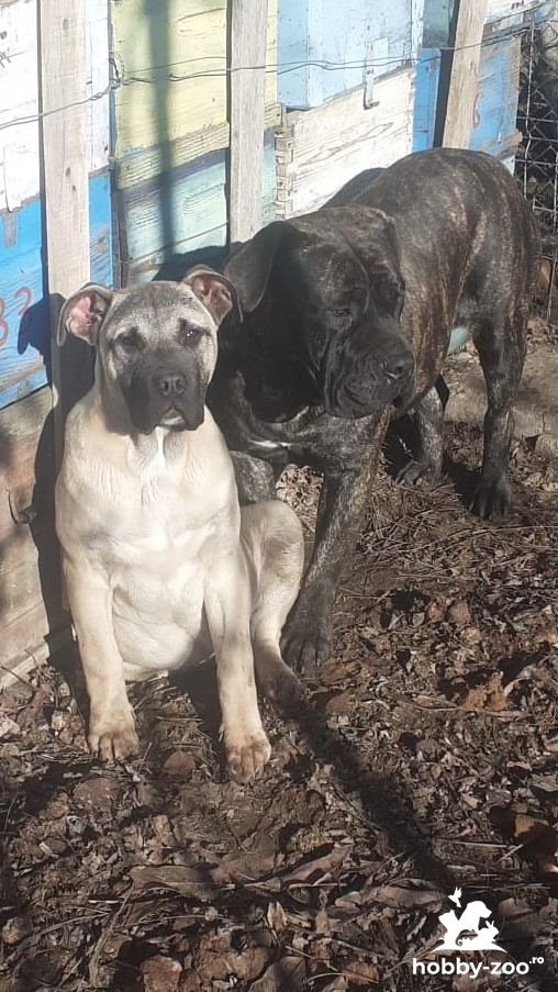 Super pret!! Vind 2 masculi presa canario