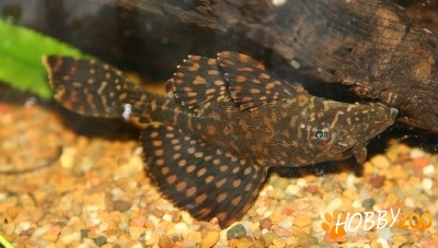 Hypostomus punctatus