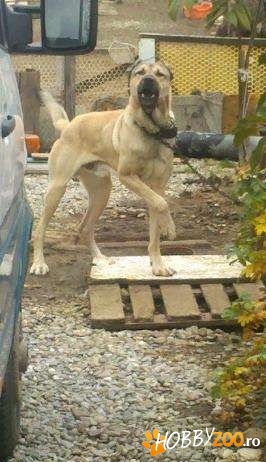 ciobanesc kangal orginal