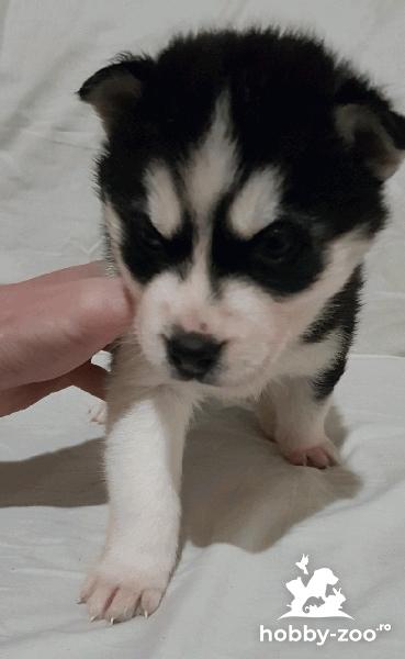 Husky Siberian  de vanzare!!