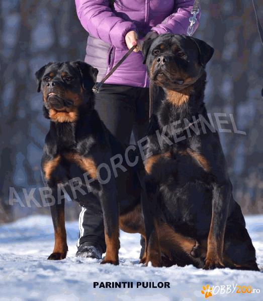 canisa vinde pui rottweiler 