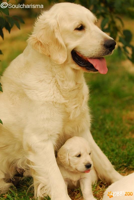 Pui de Golden Retriever