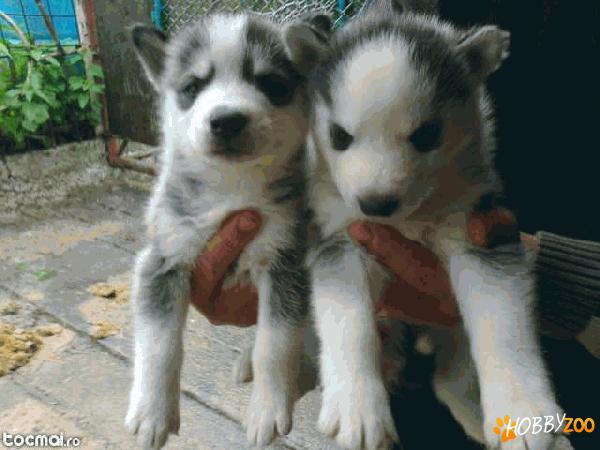 husky siberian  rasa pura