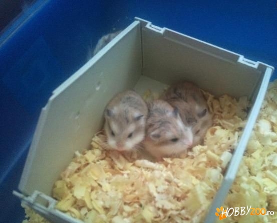 Famile hamsteri Roborovsky