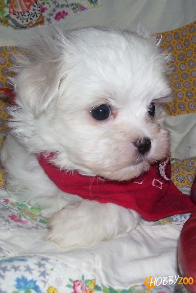 vand pui bichon frise