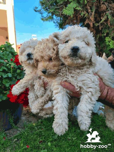 Labradoodle cățeluși