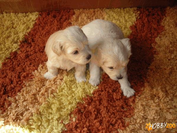 vand pui bichon varsta o luna