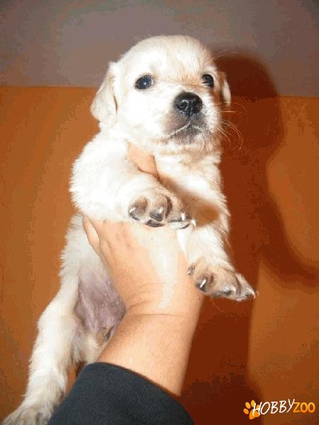 pui Golden Retriever cu pedigree