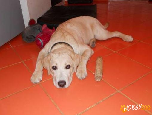 labrador retriever auriu